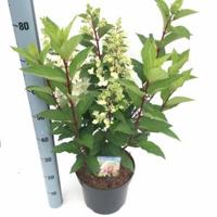 Hydrangea Paniculata "Pinky Winky"® pluimhortensia - 50-60 cm - 1 stuks - thumbnail