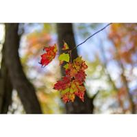 SIGMA 30mm F1.4 DC DN Contemporary Canon RF Mount - thumbnail