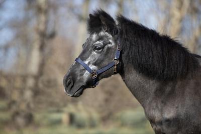 DKR Sports Shetlandhalster Rosegold DKR Sports Shetlandhalster Rosegold