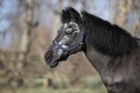 DKR Sports Shetlandhalster Rosegold - thumbnail