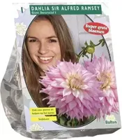 Zomer Bloembollen Dahlia Giant Dec. Sir Alfred Ramsey per 1 Baltus - Baltus - thumbnail