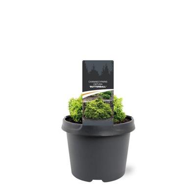 Chamaecyparis obtusa Butterball 15-20 cm Conifeer Japanse cipres Warentuin Natuurlijk - Warentuin natuurlijk Chamaecyparis obtusa Butterball 15-20 cm Conifeer Japanse cipres Warentuin Natuurlijk - Warentuin natuurlijk
