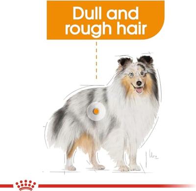Royal Canin Coat Care natvoer hondenvoer zakjes 12x85g