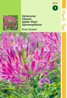 Zaden Cleome Kattensnor Rose Queen Hortitops - Hortitops