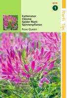 Zaden Cleome Kattensnor Rose Queen Hortitops - Hortitops - thumbnail