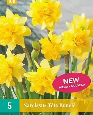 Narcissus Tete Boucle bloembollen 5 bollen Narcis JUB - Jub