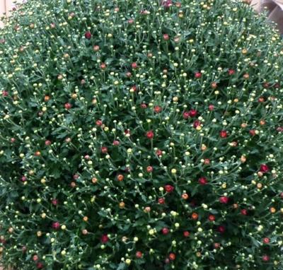 Bol Chrysant mega 80 cm Warentuin Natuurlijk - Warentuin natuurlijk