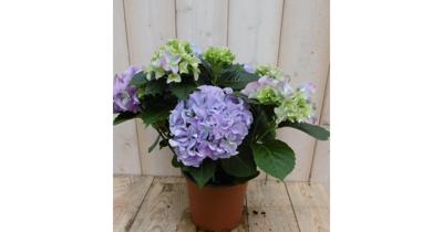 Hortensia Hydrangea Blauw 30 - 40 cm 4 tot 6 bloemen Warentuin Warentuin Natuurlijk - Warentuin natuurlijk