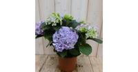 Hortensia Hydrangea Blauw 30 - 40 cm 4 tot 6 bloemen Warentuin Warentuin Natuurlijk - Warentuin natuurlijk - thumbnail