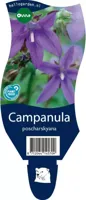 Campanula poscharskyana vaste plant Griffioen - Griffioen - thumbnail