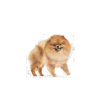Royal Canin Pomeranian Adult | 12 x 85 g | complete voeding voor honden (mos) | voor Spitz volwassenen en ouderen | vanaf 8 maanden | geschikt mineraalgehalte