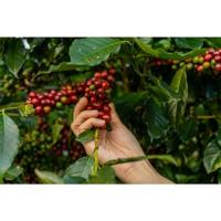 Cafeclub Crema Espresso Koffiebonen 1 kg - thumbnail