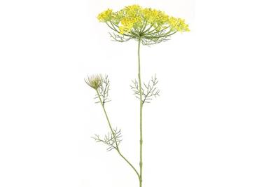 Heracleum sphondylium