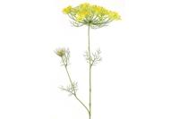 Heracleum sphondylium - thumbnail