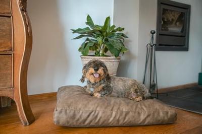 Let's Sleep Plush Pillow Hondenkussen M Taupe