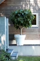 Elho: Pure Round Plantenbak 40 cm - Wit - thumbnail