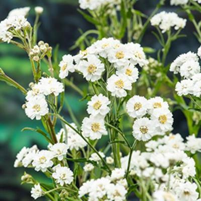 Sneeuwbal plantje Achillia ptarmica P9 waterplant Sneeuwbal Moerings - Moerings