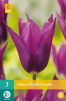 Tulp Purple dream 7 bollen