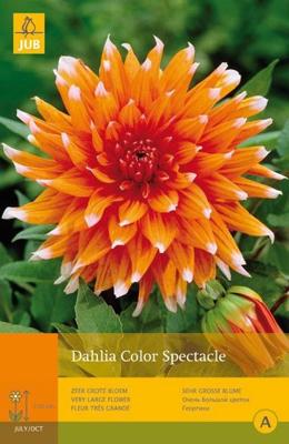 Dahlia color spectacle 1st bloembol zomer Dahlia JUB - Jub