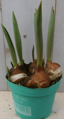 3 stuks! Tulp rood Voorjaarsbollen Warentuin Natuurlijk - Warentuin natuurlijk