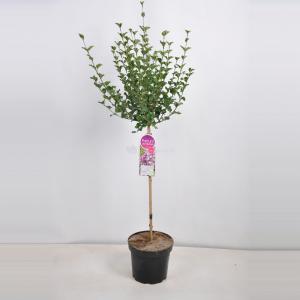 Dwergsering op stam (syringa meyeri "Palibin") - 90 cm - 1 stuks
