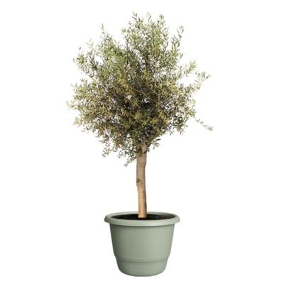 elho bloempot amiga rond d55 h51cm Tijmgroen elho bloempot amiga rond d55 h51cm Tijmgroen