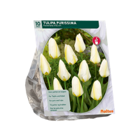 Tulp - thumbnail