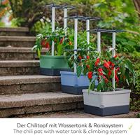 Gusta Garden - Charly Chili - Chiliplanter met watertank - thumbnail