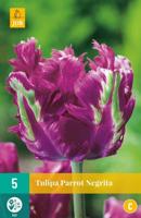 Tulp parrot negrita 7 bollen - thumbnail
