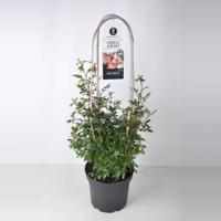 Rambler klimroos (rosa "Open Arms"®) - C7.5 - 1 stuks - thumbnail