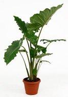 Alocasia portodora L kamerplant - thumbnail