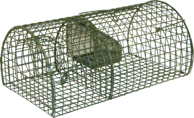 Rattenval inloop levend "Alive" Massa