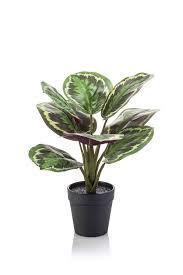 Calathea bush x8 green 30 cm kunstbloem zijde nepbloem Emerald - Emerald