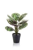 Calathea bush x8 green 30 cm kunstbloem zijde nepbloem Emerald - Emerald - thumbnail