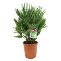 Chamaerops Humilis 'Vulcano' P 24 cm - thumbnail