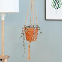 Ceropegia Woodii Variegata - P15 - thumbnail