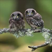 Uilen Kalender 2026 - thumbnail