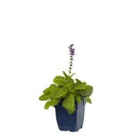 Salvia nem. Mainacht vaste plant Griffioen - Griffioen - thumbnail