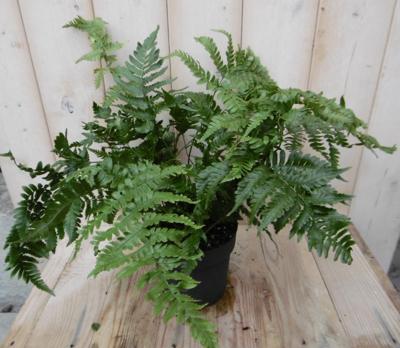 Vaste plant Tuinvaren Warentuin Natuurlijk - Warentuin natuurlijk