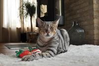 Yeowww! Strawberry Chocolate - thumbnail