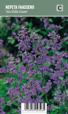 V.I.P.S. Nepeta faassenii ''Six Hills Giant'' - Kattenkruid (P9)