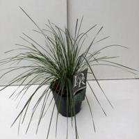 Ruwe smele (Deschampsia cespitosa "Goldtau") siergras - thumbnail