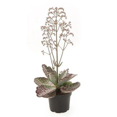 Kalanchoe Humilis - P 11 cm