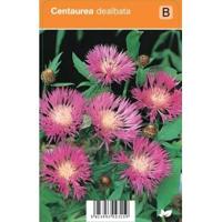 Korenbloem (centaurea dealbata) zomerbloeier - 12 stuks - thumbnail