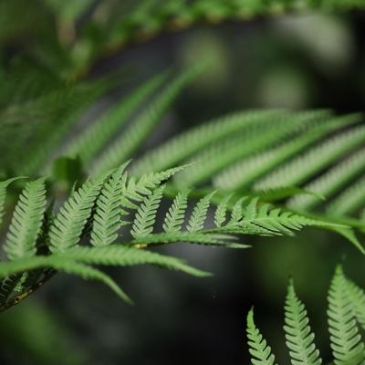 Woodwardia Kunstpalm Deluxe 150cm