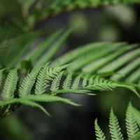 Woodwardia Kunstpalm Deluxe 150cm - thumbnail