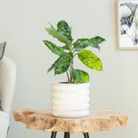 Aglaonema Pictum Tricolor - thumbnail