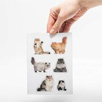 Mosterd Dikke Kat Magneten - 12 stuks - thumbnail