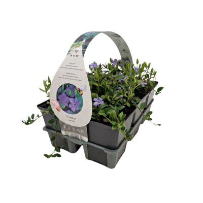 Vinca minor - Kleine maagdenpalm