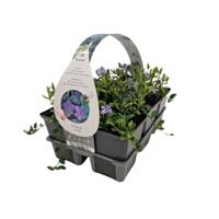 Vinca minor - Kleine maagdenpalm - thumbnail